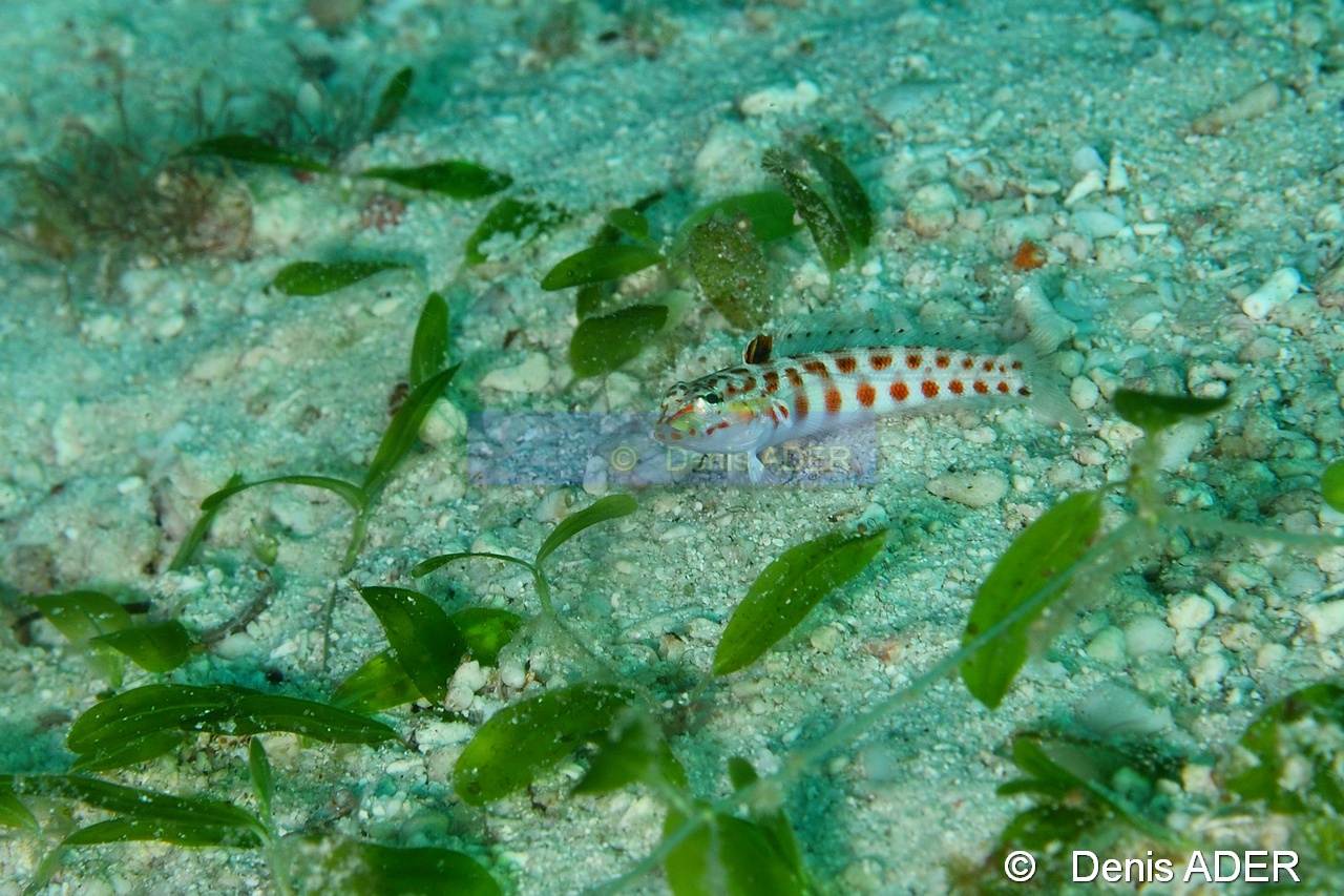 Parapercis schauinslandi Perche a bandes rouges  Liwutonkidi Jetty beach-16m-20180604-Denis-ADER-DSC_4124_tn.jpg